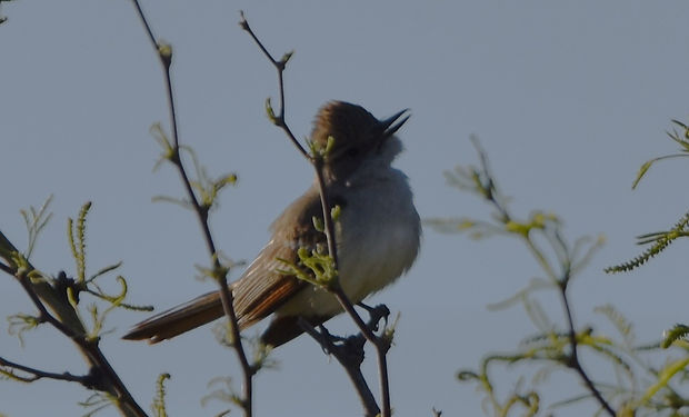 Ash-throated Flycatcher