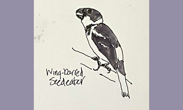 Wing-barred Seedeater