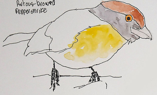 Rufous-browed Peppershrike