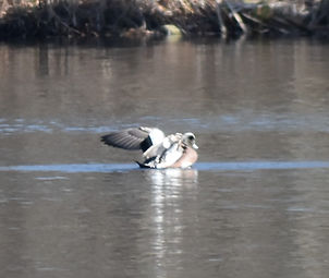 American Wigeon