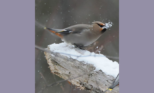 Bohemian Waxwing