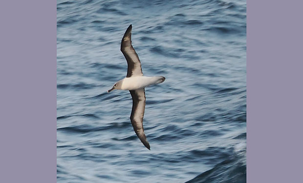 Gray-headed Albatross