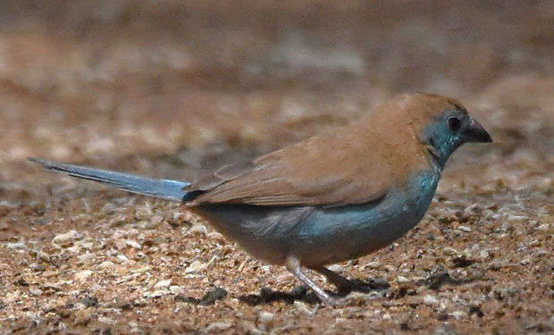 Southern Cordonbleu