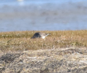 White-Rumped Sandpiper