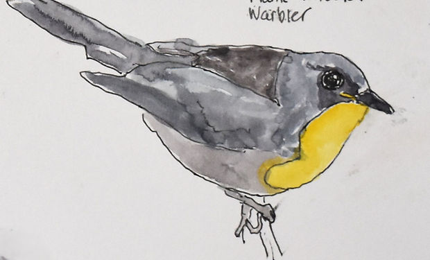 Flame-throated Warbler