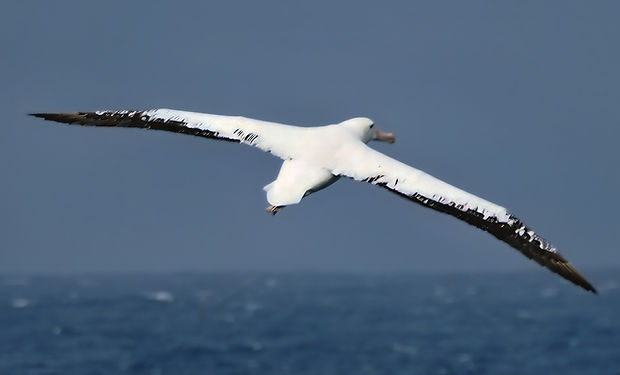 Snowy Albatross