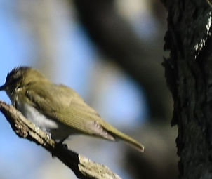Red-Eyed Vireo