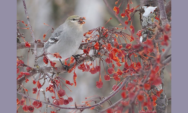Pine Grosbeak