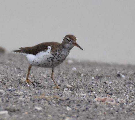Spotted Sandpiper