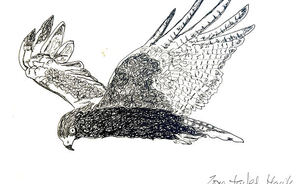 Zone-tailed Hawk