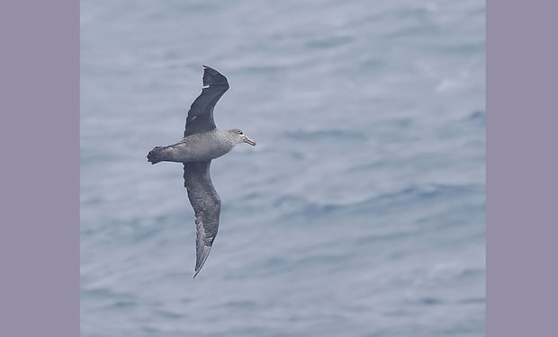 Northern Giant-Petrel