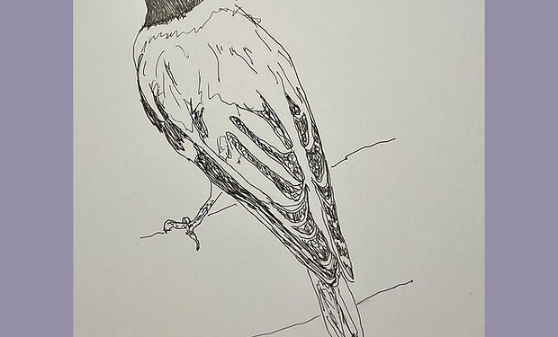 African Black-headed Oriole
