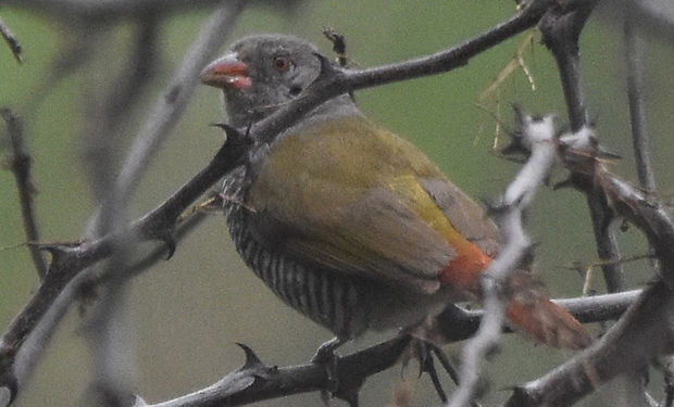Green-winged Pytilia