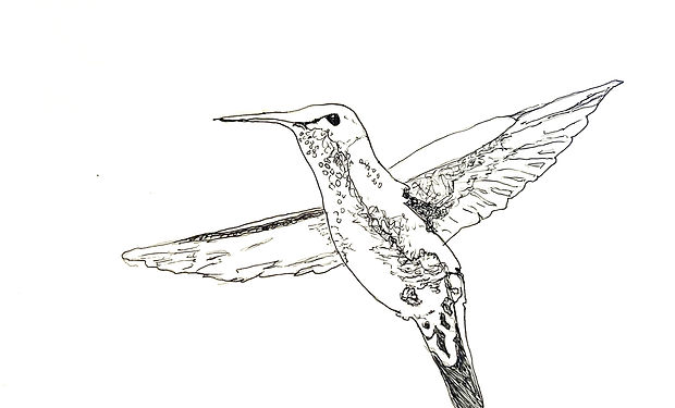Berylline Hummingbird