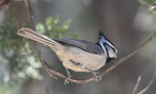 Bridled Titmouse