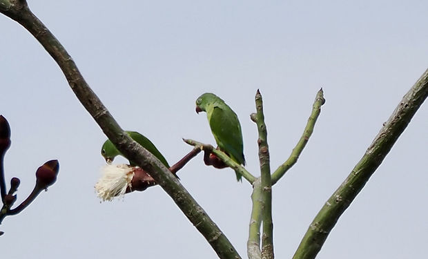 Tui Parakeet