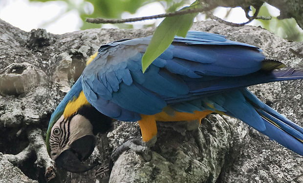 Blue-and-yellow Macaw