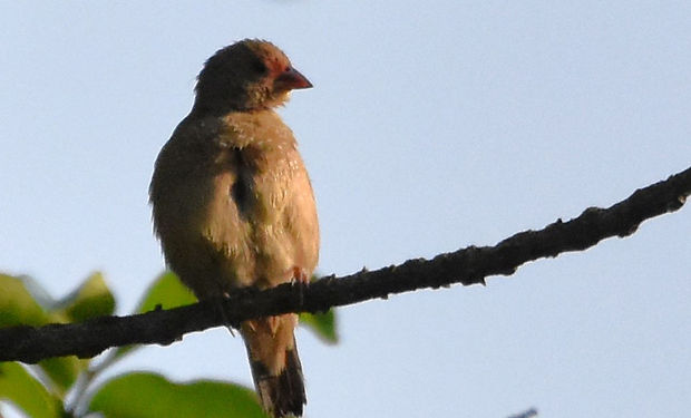 Red-billed Firefinch