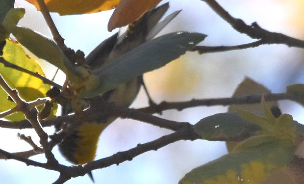 Grace's Warbler