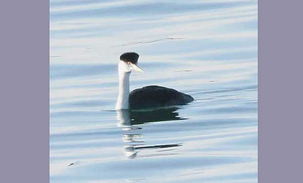 Clark's Grebe