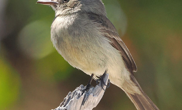 Cuban Pewee