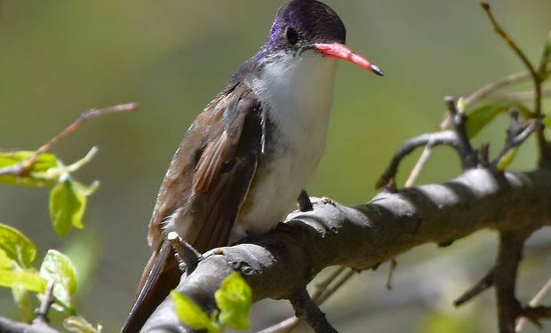 Violet-crowned Hummingbird