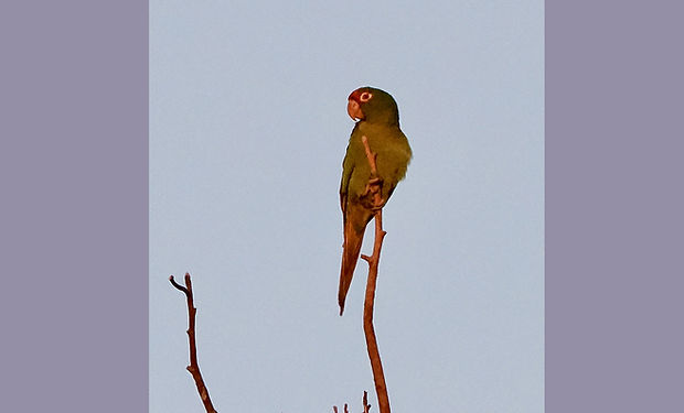 Mitred Parakeet
