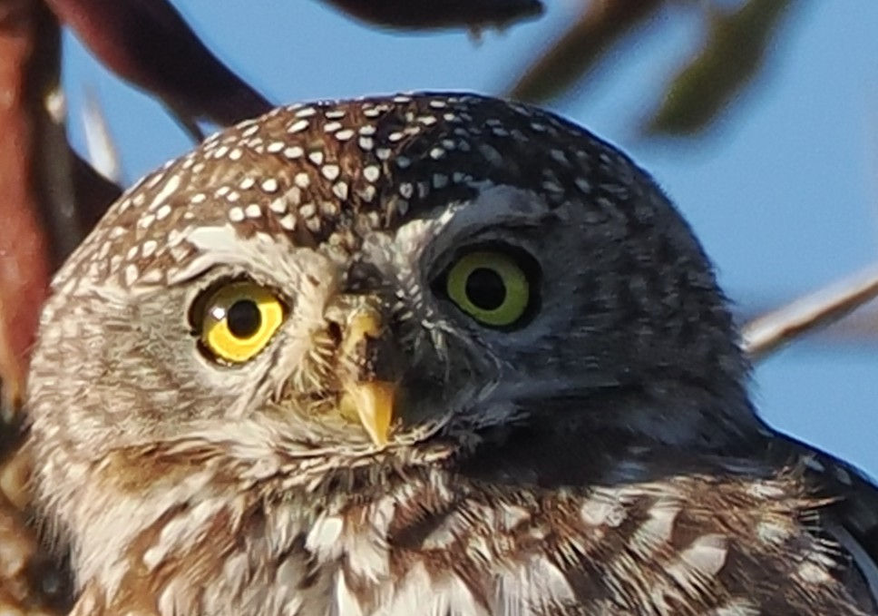 ree