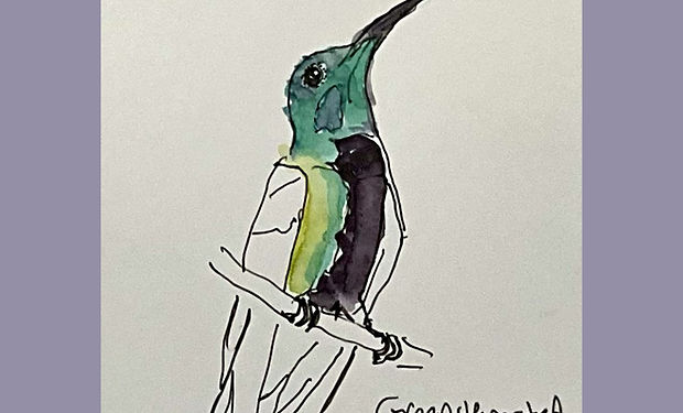 Green-throated Mango