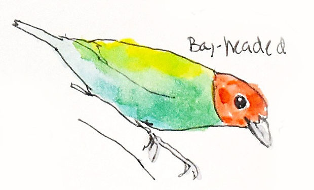 Bay-headed Tanager