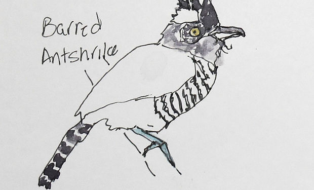 Barred Antshrike