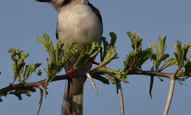 White-crested Helmetshrike