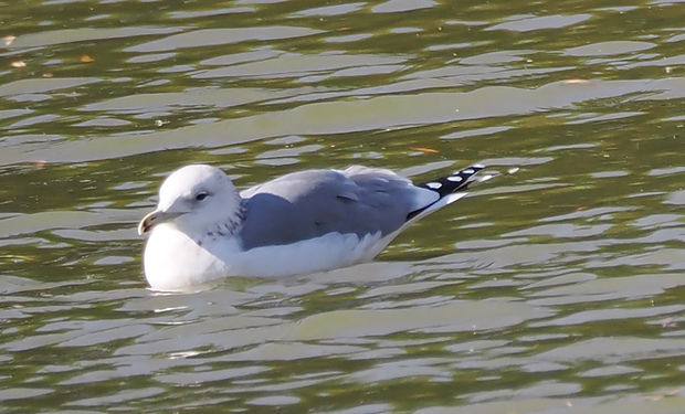 California Gull