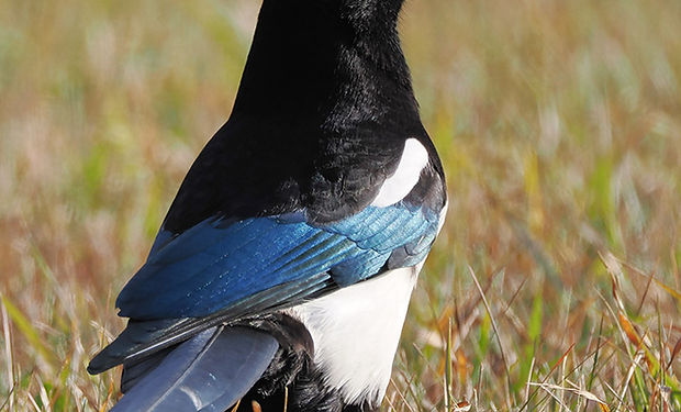 Black-billed Magpie