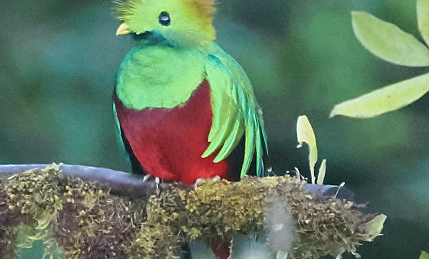 Resplendent Quetzal