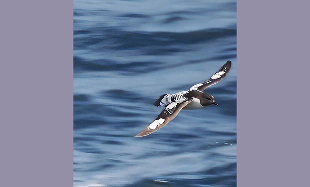 Pintado (Cape) Petrel