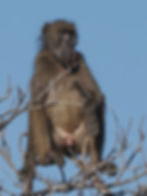 ree