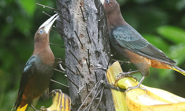 Chestnut-headed Oropendola