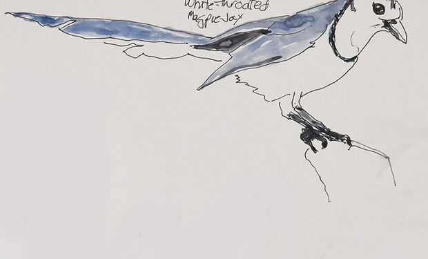 White-throated Magpie-Jay