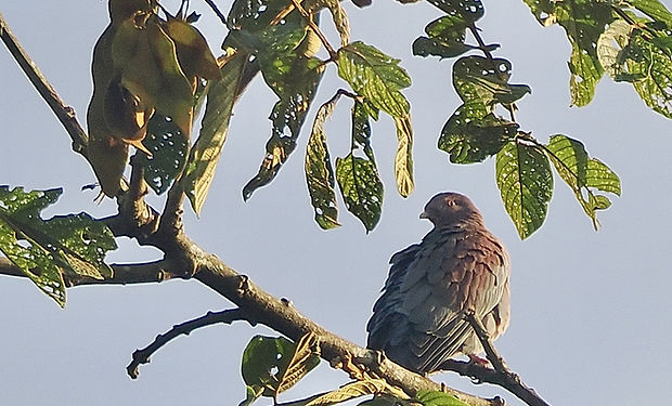 Pale-vented Pigeon