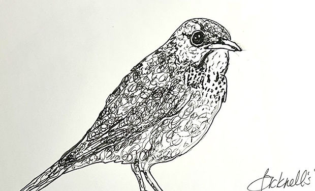 Bicknell's Thrush