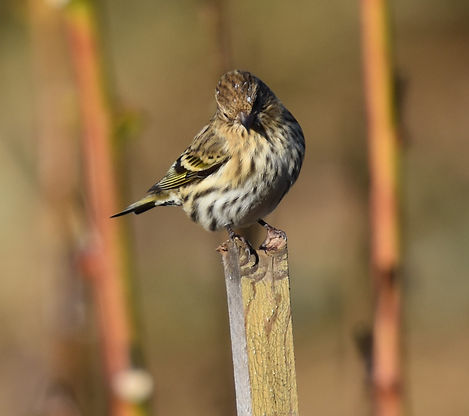 Pine Siskin