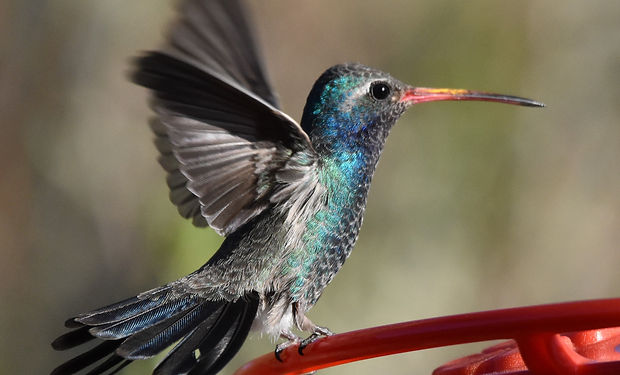 Broad-billed Hummingbird