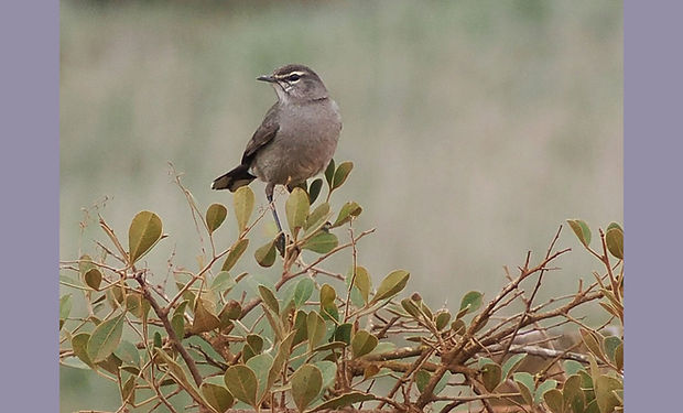 Chestnut-vented Warbler