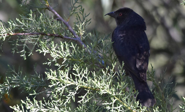 Bronzed Cowbird