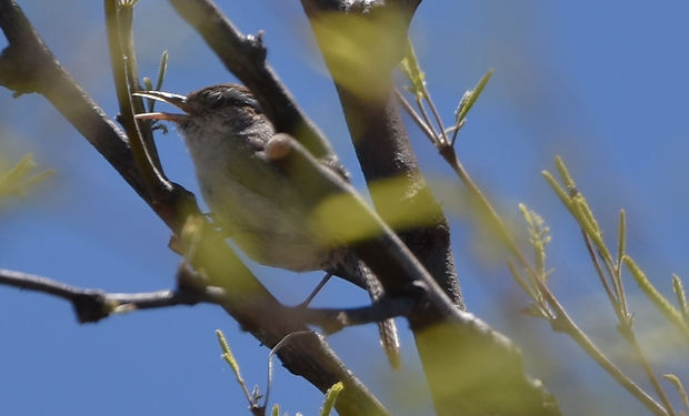 Bewick's Wren