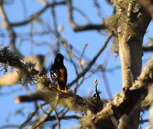 Baltimore Oriole