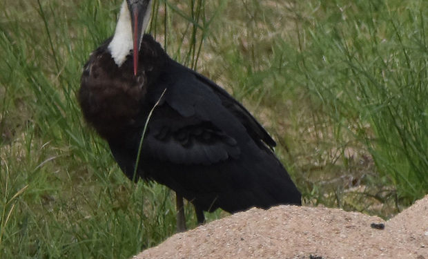 African Woolly-necked Stork