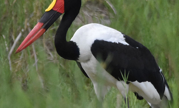 Saddle-billed Stork