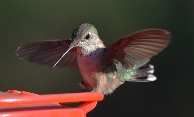 Anna's Hummingbird